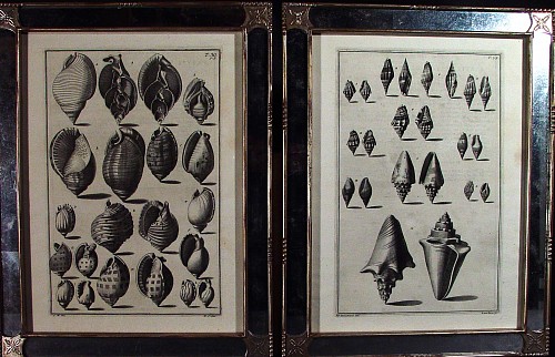 A Set of Six Italian Black & White Engravings of Shells by Giuseppe Menabuoni & Antonio Pazzi after Nicolai Gualteri, Florence 1742. SOLD •