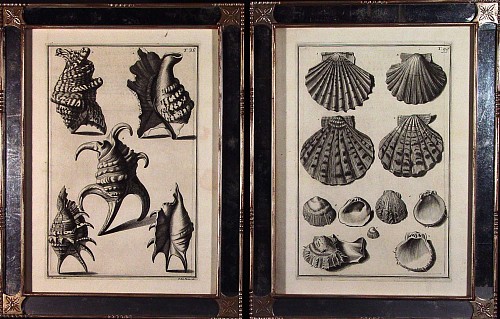 A Set of Six Italian Black & White Engravings of Shells by Giuseppe Menabuoni & Antonio Pazzi after Nicolai Gualteri, Florence 1742. SOLD •