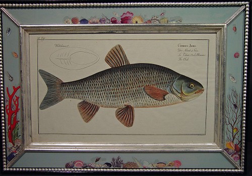 A Set of Nine Hand-Colored Copperplate Engravings of Fish, by Marcus Elieser Bloch, Circa 1780. SOLD •