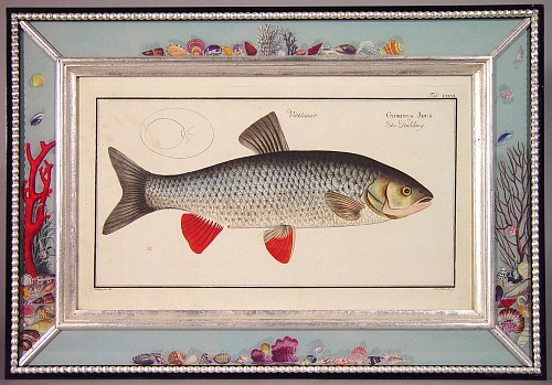 A Set of Six 18th Century Engravings of Fish by Marcus Bloch, Circa 1780. SOLD •