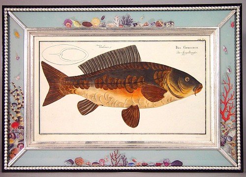 A Set of Three 18th Century Engravings of Fish by Marcus Bloch, Circa 1780. SOLD •