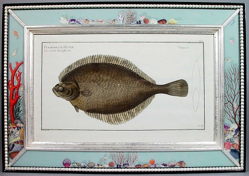 An Engraving of a Fish by Dr. Marcus Bloch, 
Circa 1780. SOLD •