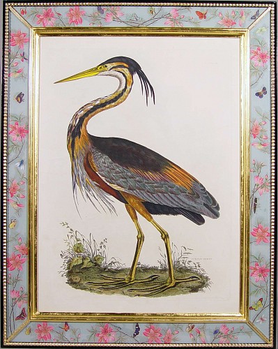 A Fine Large Engraving of a Purple Heron by Selby, Early 19th century SOLD •