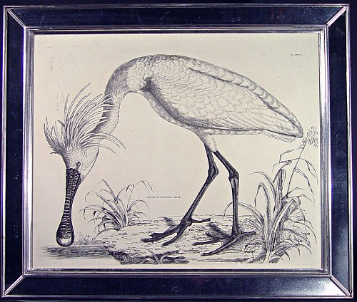 A Large Life Sized Engraving of of a White Male Spoonbill , Plate X, by Prideaux John Selby, Circa 1830
Circa 1819-34 SOLD •