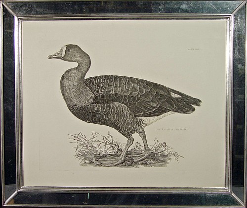 A Natural sized Engraving of A White-Fronted Wild Goose, Plate XLIII, from "The Illustrations of British Ornithology", by Prideaux John Selby
Illustrations of British Ornithology by Prideau John Selby
Circa 1819-34 SOLD •