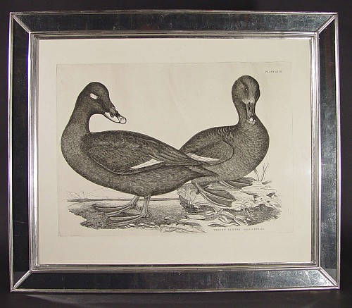 A Natural Sized Engraving of a Male and Female Velvet Scoter, Plate LXVII From "The Illustrations of British Orinthology", by Prideaux John Selby

Illustrations of British Ornithology by Prideau John Selby
Circa 1819-34 SOLD •