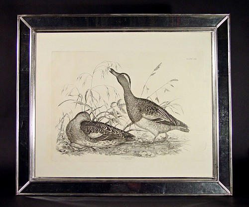 An Engraving of a Male and Female Gargany Teal, Plate LIII, From "The Illustrations of British Ornithology", by Prideaux John Selby
Illustrations of British Ornithology by Prideau John Selby
Circa 1819-34 SOLD •