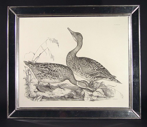 A Natural Sized Engraving of A Female Gadwall Duck and A Female Pintail Duck, Plate XLIX, from "The Illustrations of British Ornitholigy", by Prideaux John Selby British Water Birds, 
Illustrations of British Ornithology by Prideau John Selby SOLD •