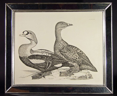 An Engraving of a male and female King Eider, Plate LXXI, from "The Illustrations of  British Ornithology", by Prideaux John Selby 
Illustrations of British Ornithology by Prideau John Selby
Circa 1819-34 SOLD •
