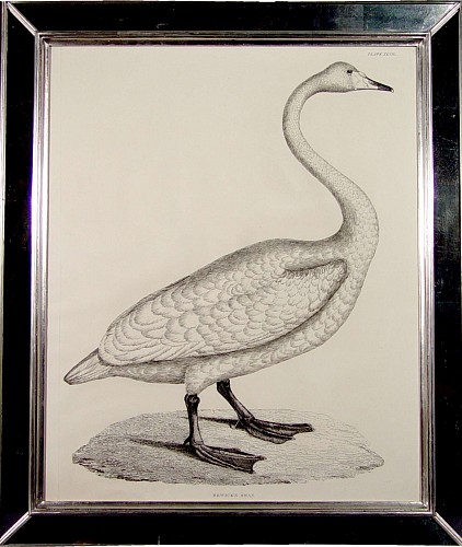 An  Natural Sized Engraving of a Berwicks Swan, Plate XLVII, from " The  
Illustrations of British Ornithology" by Prideau John Selby
Circa 1819-34 SOLD •