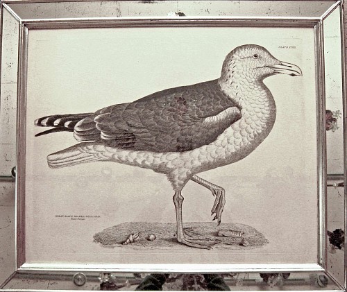 A Life-sized Engraving of a Great Black Backed Gulll, Old, Illustrations of British Ornithology  by Prideax John Selby, Circa 1830-4 Plate XCVII SOLD •