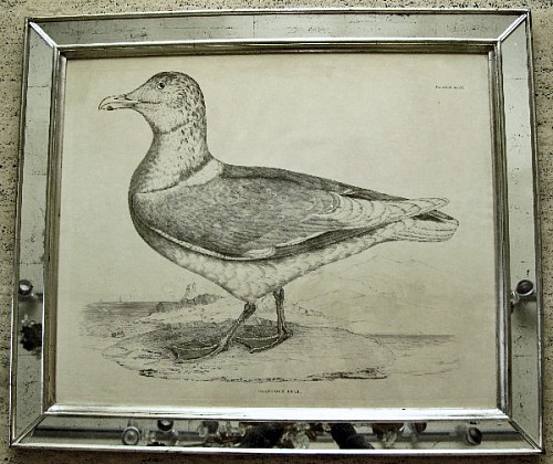 Inventory: A Life-sized Engraving of a Glaucous Gull, Illustrations of British Ornithology by Prideax John Selby, Circa 1830-4 SOLD &bull;