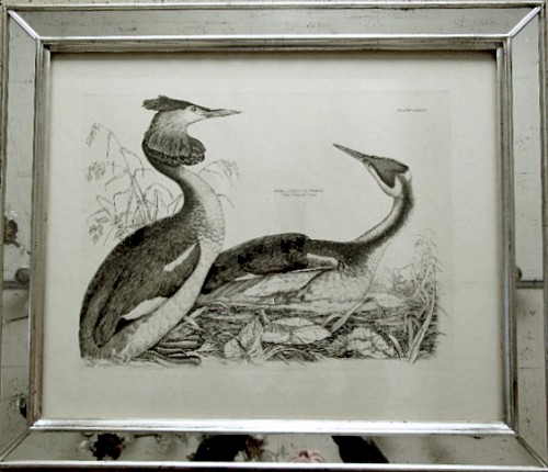 An Engraving of a Pair of Great Crested Grebes, Illustrations of British Ornithology,Plate LXXIII, Circa 1830-34, by Prideaux John Selby. SOLD •
