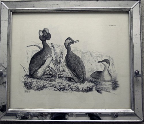 Inventory: John Selby Engraving  by Prideax John Selby of an adult Horned Grebe, a young Horned Grebe and an adult Eared Grebe,Illustrations of British Ornithology Plate LXXIV,,, Circa 1830-4 SOLD &bull;