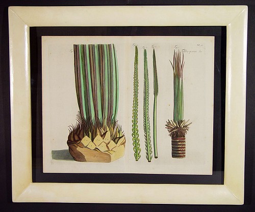 Inventory: A 17th Century Dutch Botanical Engraving from "Hortus Indicus Malabaricus", Circa 1678-93 SOLD &bull;