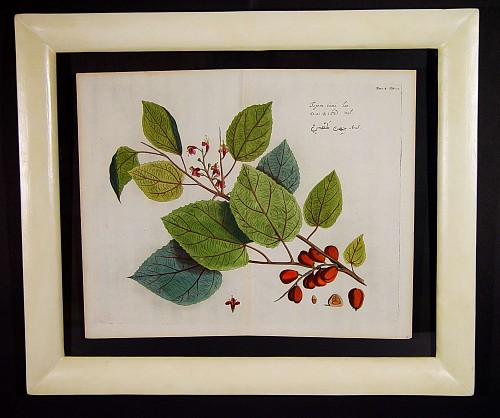 Inventory: A 17th Century Dutch Botanical Engraving from "Hortus Indicus Malabaricus", Circa 1678-93 SOLD &bull;