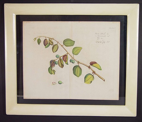 Inventory: A  17th Century Dutch Botanical Engraving from "Hortus Indicus Malabaricus", Circa 1678-93 SOLD &bull;