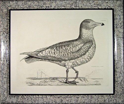 A Fine Large Engraving of A Young Iceland Gull by Prideaux John Selby, Circa 1830-34. SOLD •