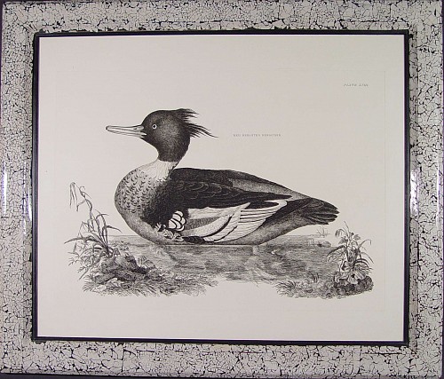 A Large Engraving of A Red Brested Merganser by Prideaux John Selby, Circa 1830 SOLD •