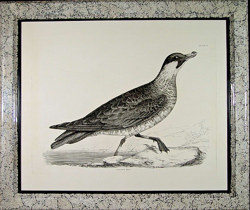 A Large Engravings of The Pomarine Skua, by Prideaux John Selby, Circa 1830-34. SOLD •