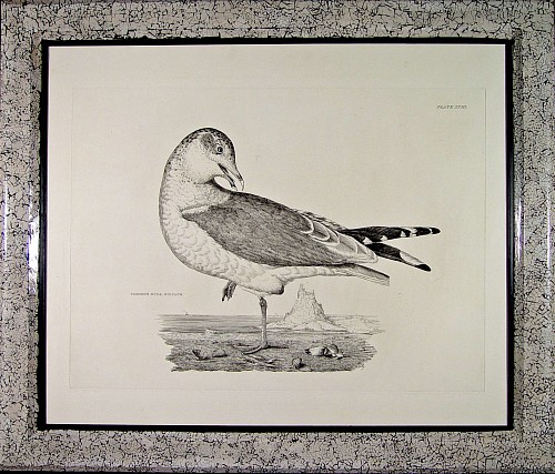 A Large Engraving of The Common Gull in its Winter Plumage by Prideaux John Selby, Circa 1830 SOLD •