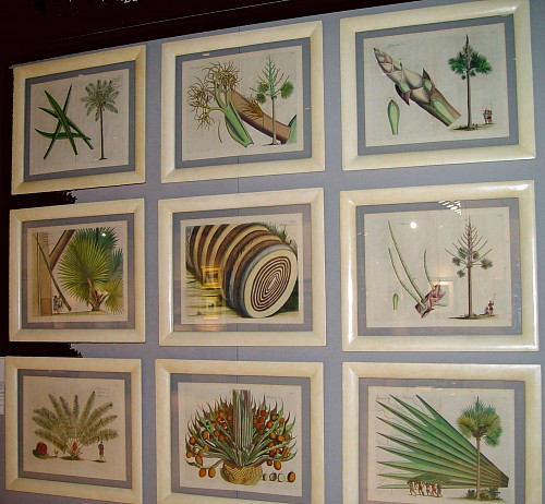 A Set of Nine 17th Century Coloured Engravings of Palms from the Malabar Coast by Van Rheede. SOLD •
