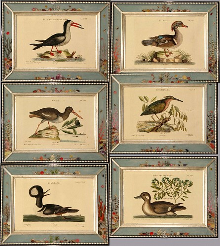 Twelve Johann Seligmann Engraving of American Birds after Mark Catesby,  Circa 1749-76 SOLD •