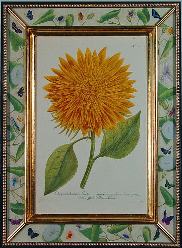 A Johann Weinemann Engraving of a Yellow Chrysanthemum Engraved by J.J. Haid, Circa 1735-47. SOLD •