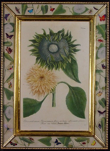 A Johann Weinemann Engraving of Two Sunflowers Engraved by J.J. Haid, Circa 1735-47. SOLD •