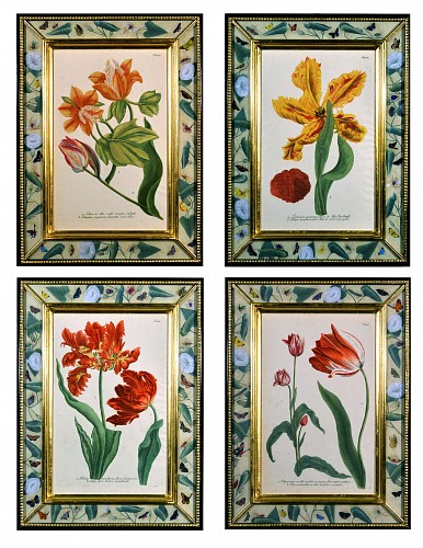 A Set of Three Johann Weinmann Engravings of Tulips, Circa 1740. SOLD •