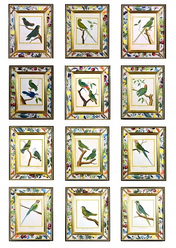 FranÃ§ois Nicolas Martinet Set of  Francois Nicolas Martinet Engravings of Parrots, Histoire Naturelle Des Oiseaux, 1770-86. SOLD •