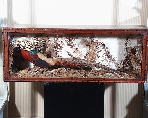 Inventory: Shadowbox with a Chinese Pheasant, Circa 1875 $1,250