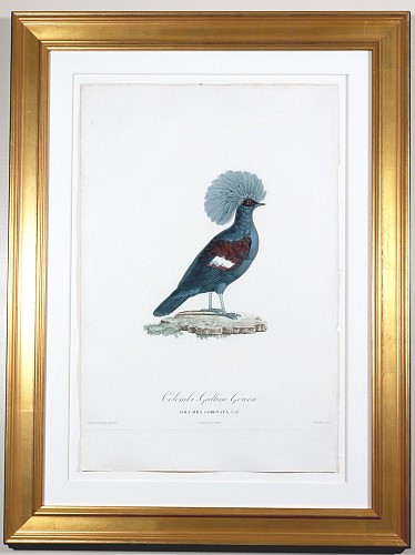 Madam Knipp Madame Pauline Knip Engravings of A Pigeon, Columba Coronata ( Colombi-Galline Goura), 1811 $4,500