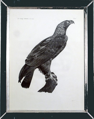Savigny Eastern Imperial Eagle Print from the de l'Egypte By Savigny, 1809-1813 $2,000