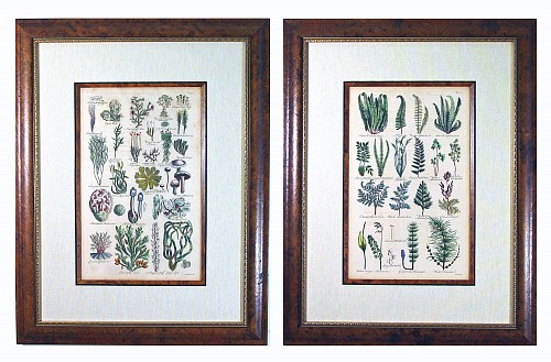 Inventory: John Parkinson John Parkinson Seventeenth-Century Botanical Prints, Dated 1629 $2,500