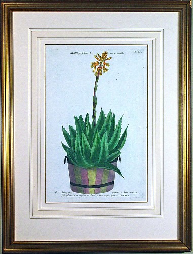 Johann Wilhelm Weinmann Johann Wilhelm Weinmann Engraving of The Aloe Plant -Aloe Africana spinis rubris ornata, Circa 1742 $450