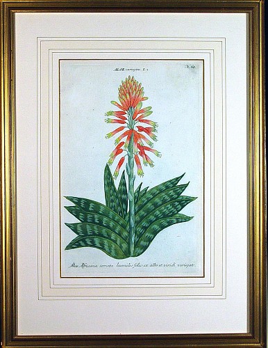 Inventory: Johann Wilhelm Weinmann Johann Wilhelm Weinmann Engraving of The Aloe Plant -Aloe Africana serrata humilis folio, Circa 1737 $450