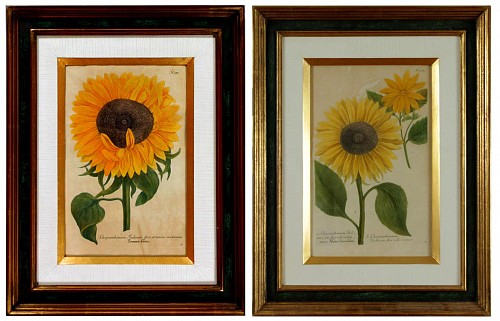 Johann Wilhelm Weinmann Johann Weinmann Engravings of Sunflowers, #371 & #373, Circa 1737-42 $1,800