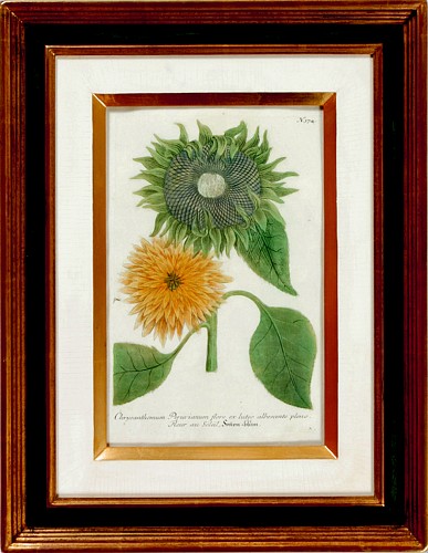 Johann Wilhelm Weinmann Johann Weinmann Engravings of Sunflowers, #374, Circa 1737-45 $900