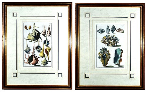 NiccolÃ² Gualtieri Seashell Pair of Engravings by Niccolo Gualtieri, Engraved by Antonio Pazzi & Giuseppe Menabuoni, Dated 1742 $5,500