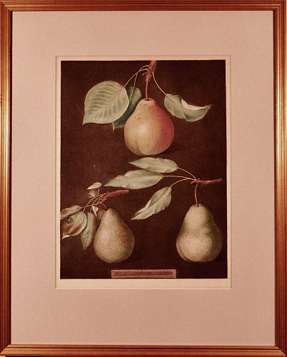 Inventory: George Brookshaw George Brookshaw Print of Pears from "Pomoma Britannica,  Plate LXXXVI, depicting Cadillac, Paddington and  St. Martial Pears, 1807 $1,850