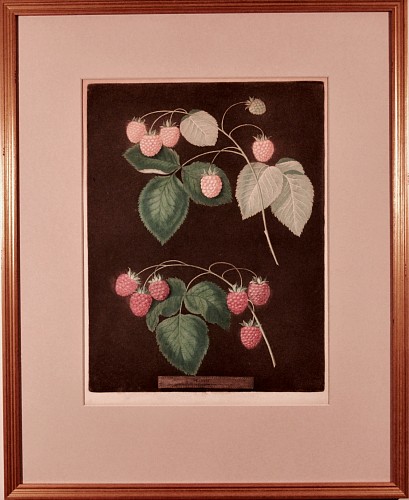 Inventory: George Brookshaw George Brookshaw Print of two Varieties of Raspberries, one yellow and one red. Plate IV, from Natural History Art, Botanical, Fruit, Brookshaw, Pomona Britannica, 1804 $1,850