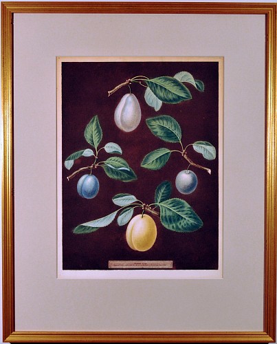Inventory: George Brookshaw George Brookshaw Print of fFour Varieties of Plums, Plate XVII, from Natural History Art, Botanical, Fruit, Brookshaw, Pomona Britannica
, 1806 $1,850