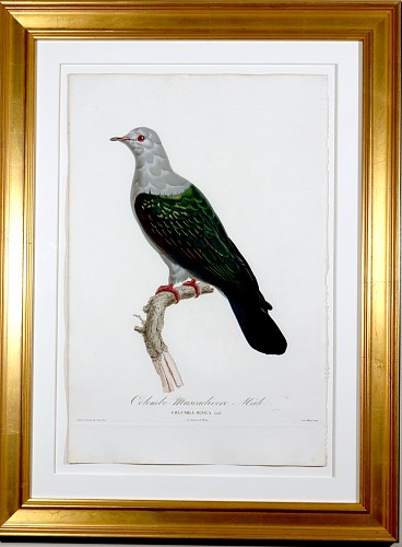 Inventory: Madam Knipp Madame Pauline Knip Engravings of Pigeons, Colombe Ramier or Wood Pigeon, 1811