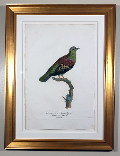 Inventory: Madam Knipp Madame Pauline Knip Engravings of A Pigeon, Columba Aromatica (Colombar Aromatique), 1811 $2,500