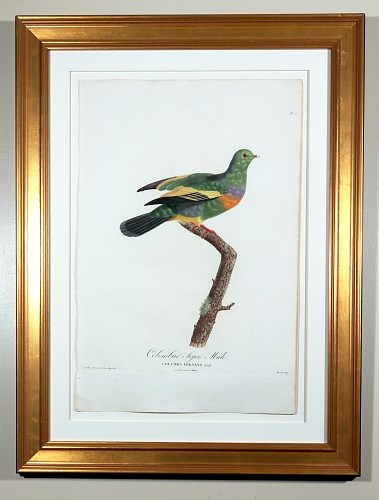 Madam Knipp Madame Pauline Knip Engravings of A Pigeon, Plate 10, Columba Vernans (Colombar Sojoo Male), 1811 $2,500