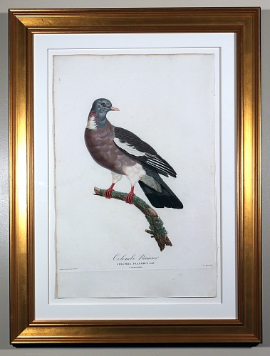 Inventory: Madam Knipp Madame Pauline Knip Engraving of A Pigeon, Columba Palumbus (Colombe Ramier), 1811 $2,500