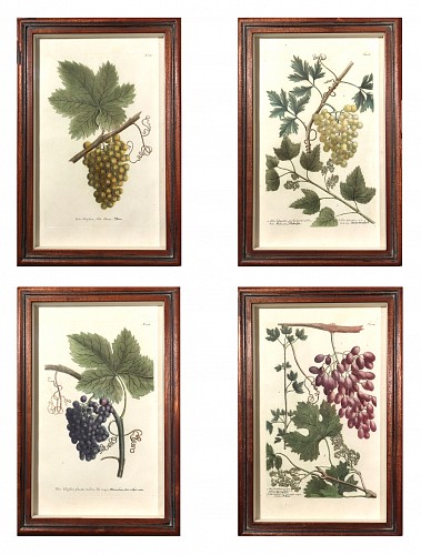 Inventory: Johann Wilhelm Weinmann Johann Wilhelm Weinmann  Engravings of Grapes- Set of Four, 1740 $5,000