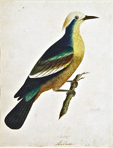 East India Company School East India Company School Picture of A Bird Titled Bilace, India, Circa 1780-1820 $3,500