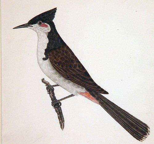 Inventory: East India Company School East India Company School Picture of a Bird Kanra, India, 1780-1820 $3,500